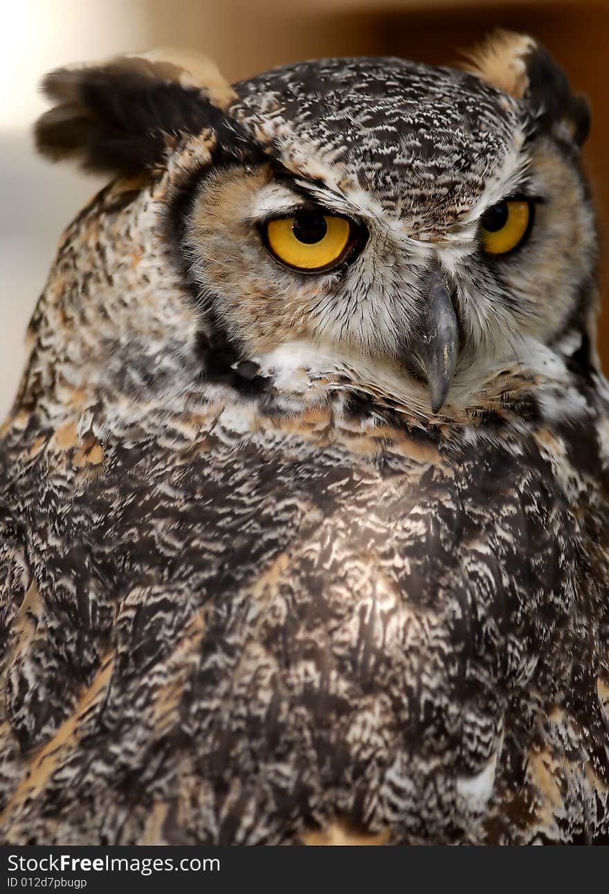 Photo of tethered Great Horned Owl