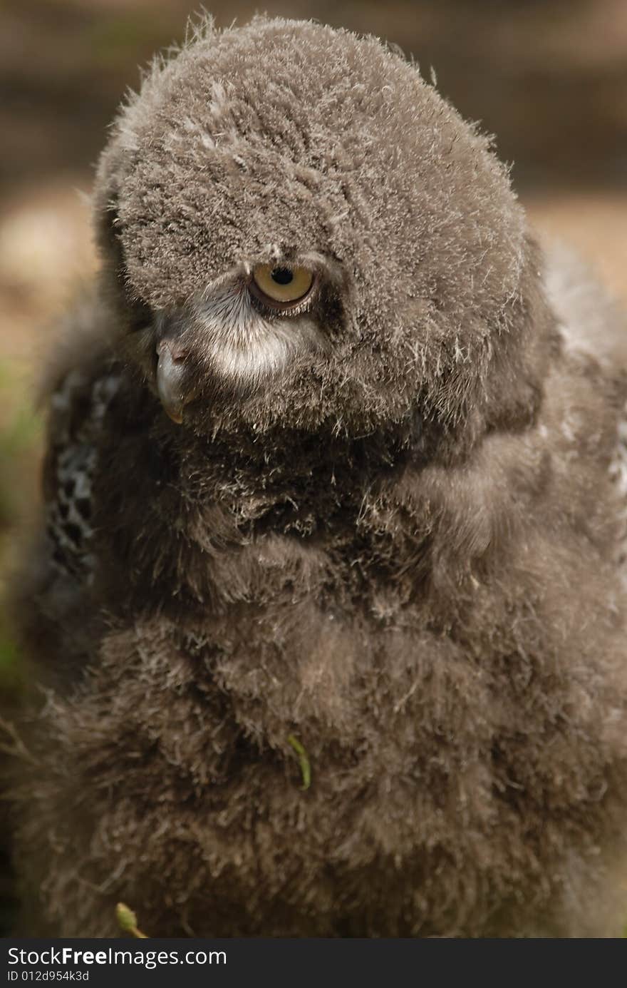 Baby Snowy Owl