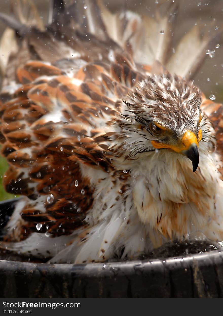 Photo of tethered Ferruginous Rough-Legged Hawk bathing in a tub of water.