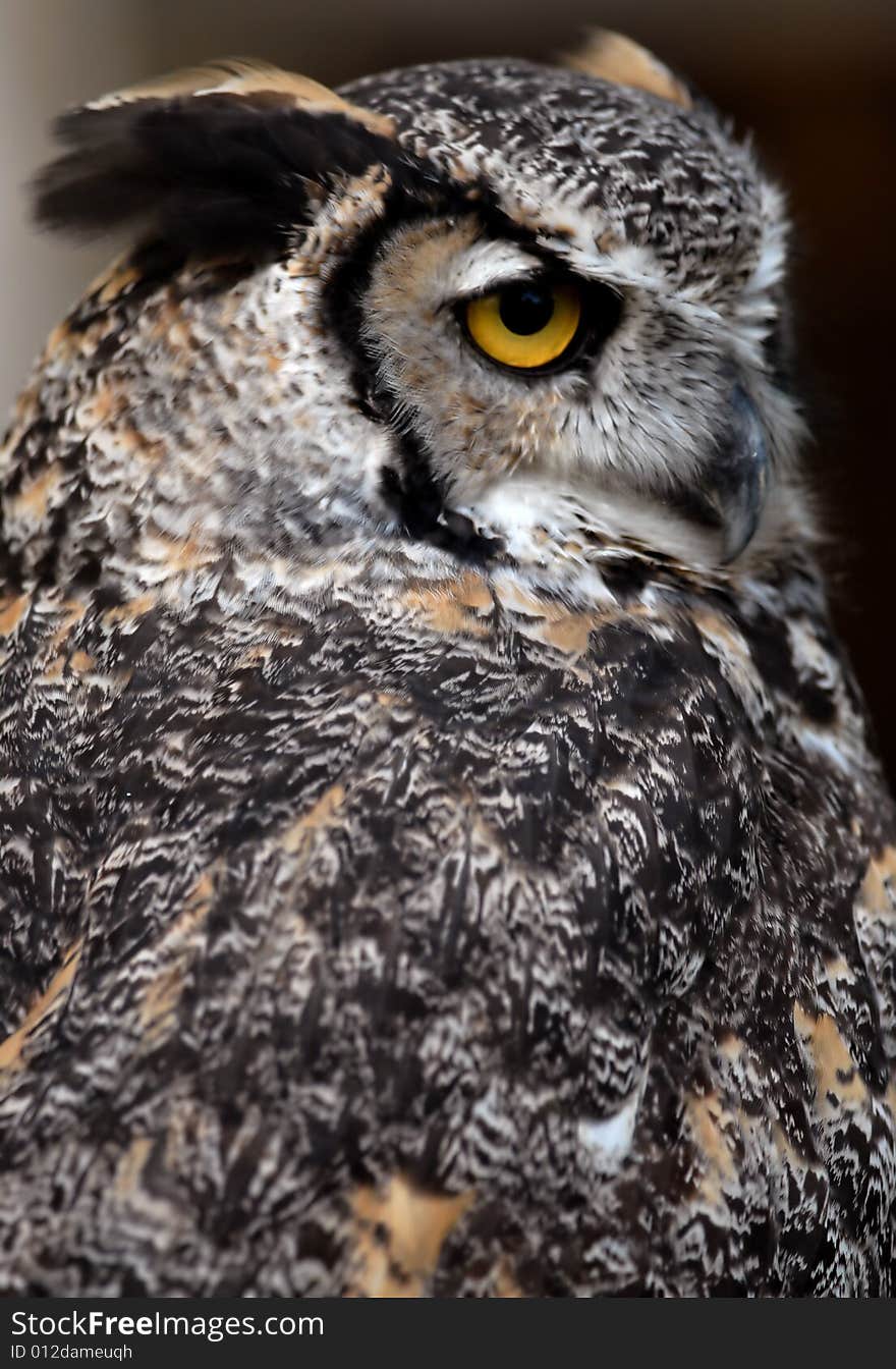 Photo of tethered Great Horned Owl