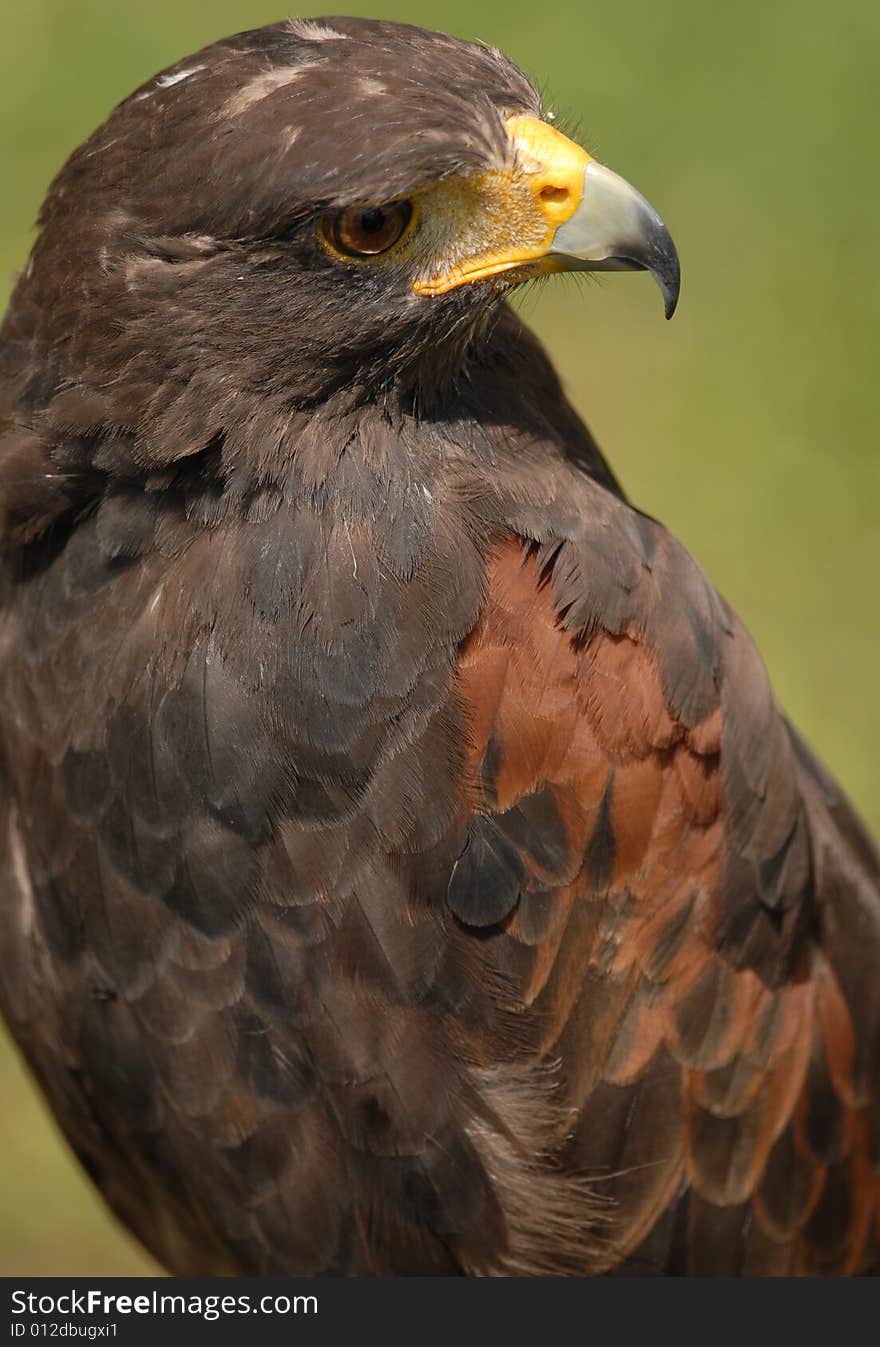 Harris Hawk