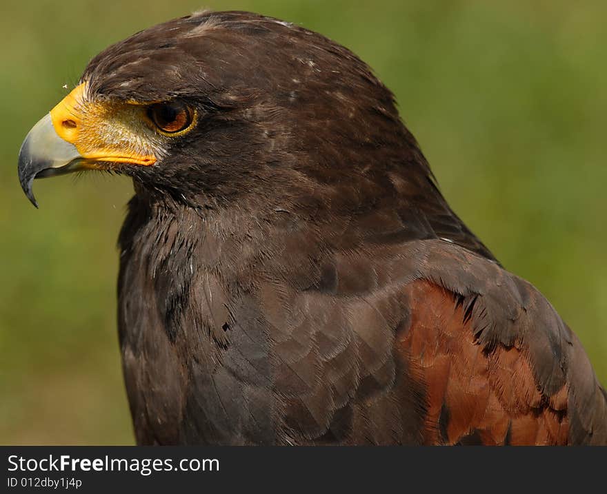 Harris Hawk