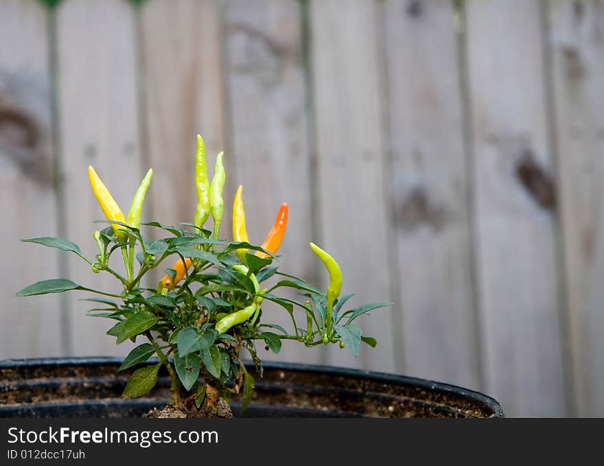 Hot Pepper Plant