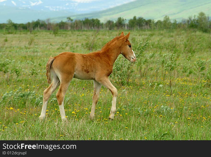 One small foal passes on green glade with flower.