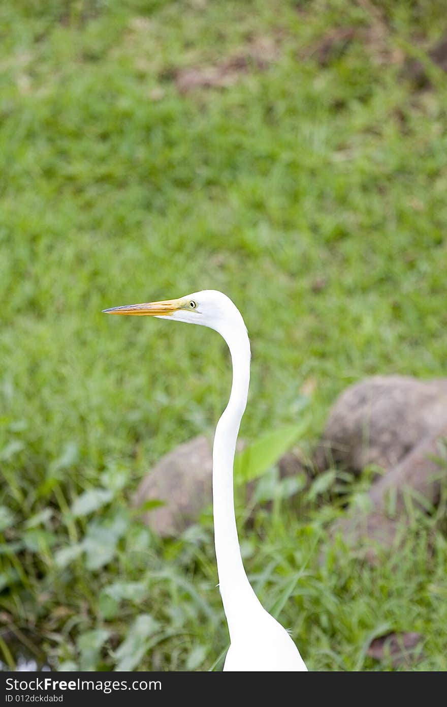 White Crane Against Green