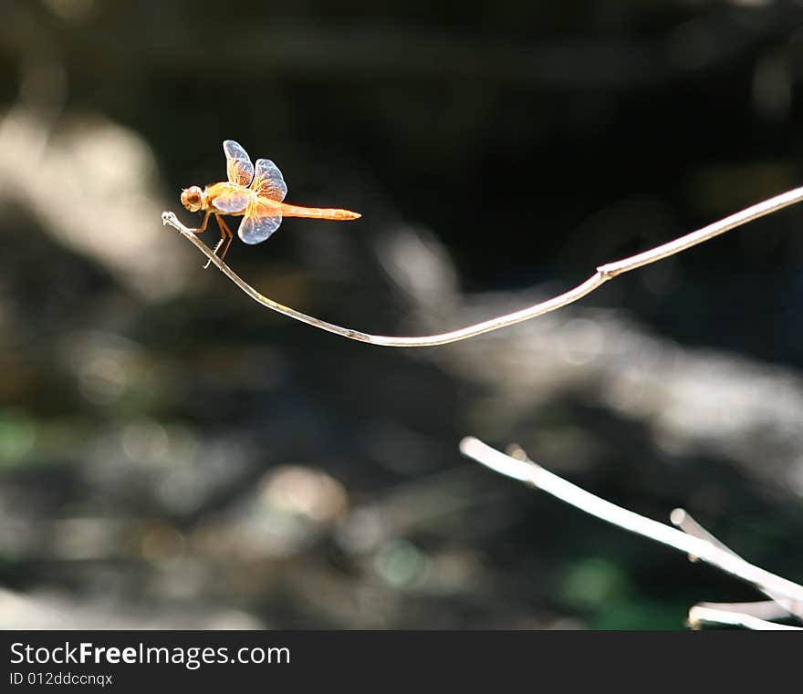 Orange and purple wasp