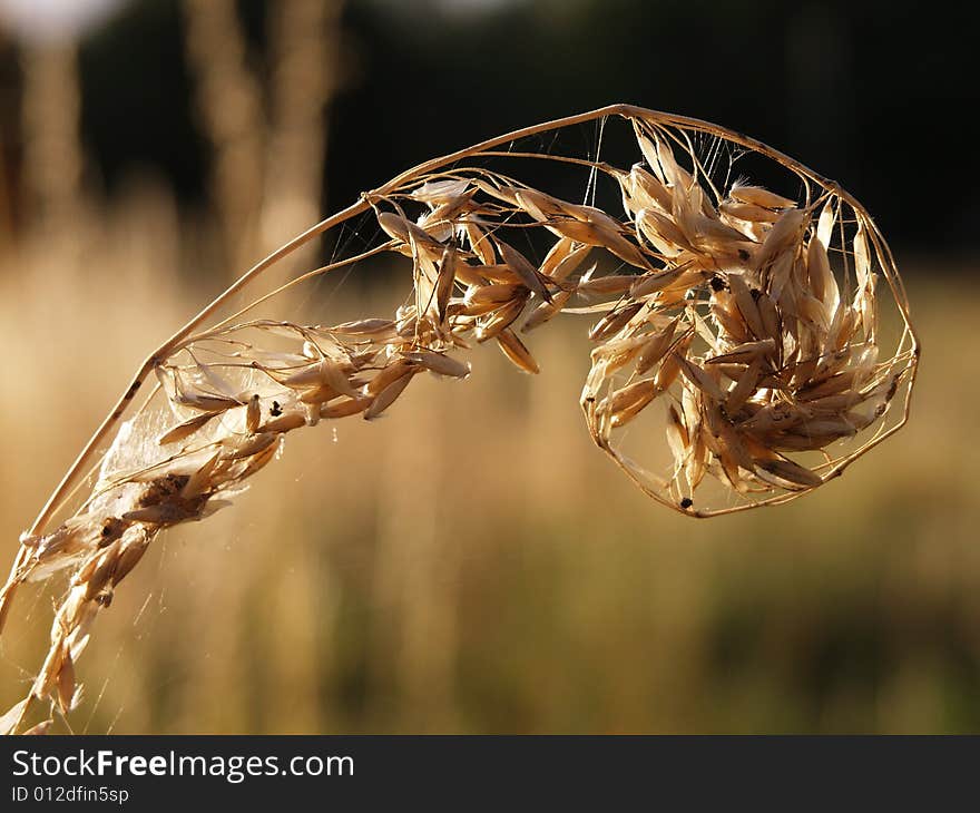 Grass Seeds