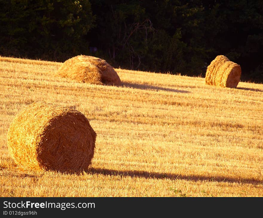 A field with hay's rolls in Tuscany