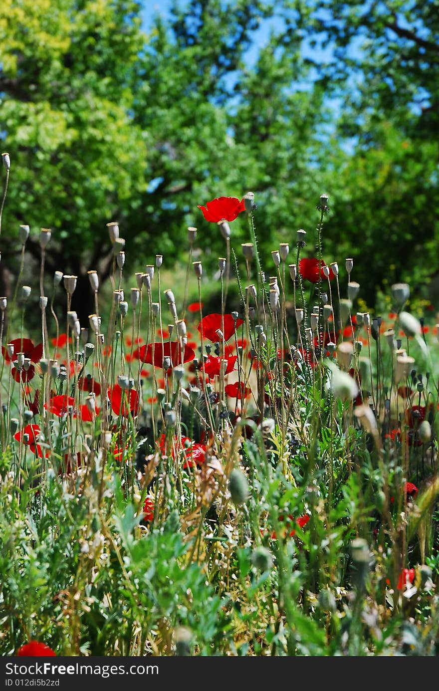 Several backlit red oriental poppies in a field. Several backlit red oriental poppies in a field