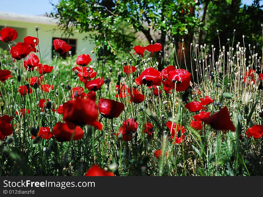 Several backlit red oriental poppies in a field. Several backlit red oriental poppies in a field