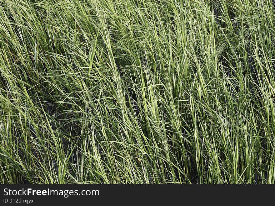 A close up of green grass