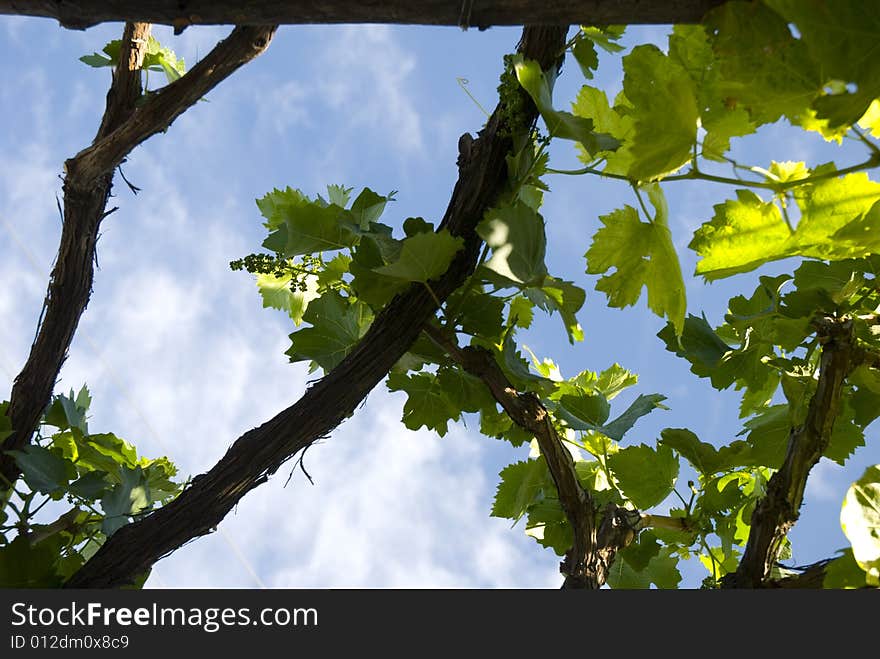 Close shot of vine leaves with grapes in Silifke vineyard. Close shot of vine leaves with grapes in Silifke vineyard