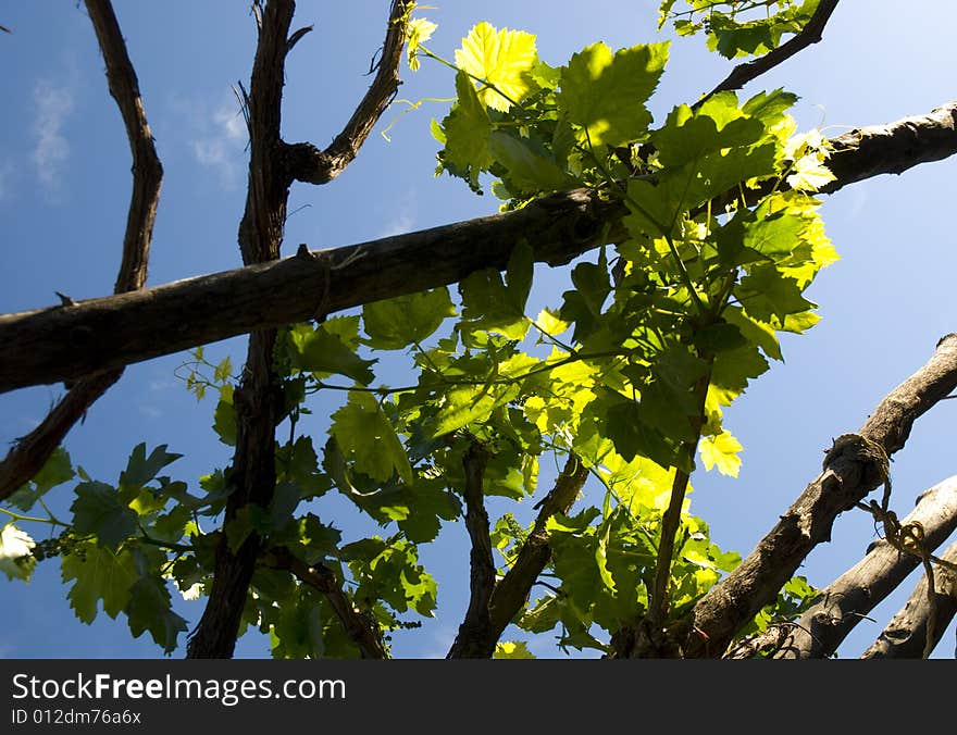 Close shot of vine leaves with grapes in Silifke vineyard. Close shot of vine leaves with grapes in Silifke vineyard