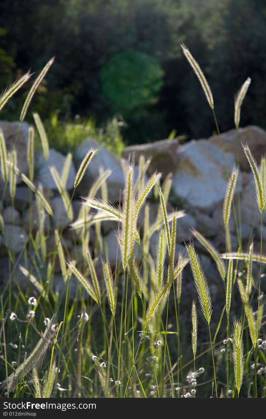 Summer grasses..