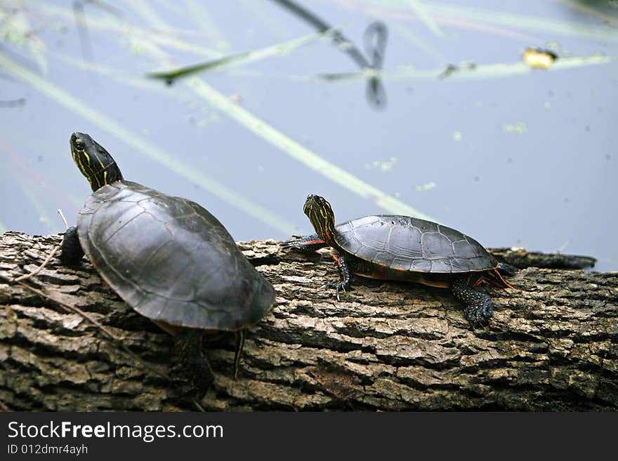 Two Turtles