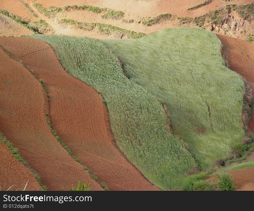 Rippled wheat field