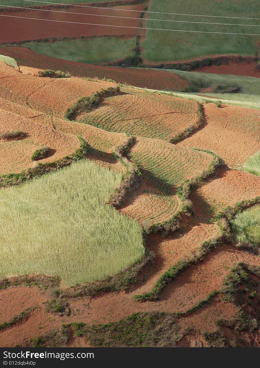 Rippled wheat field