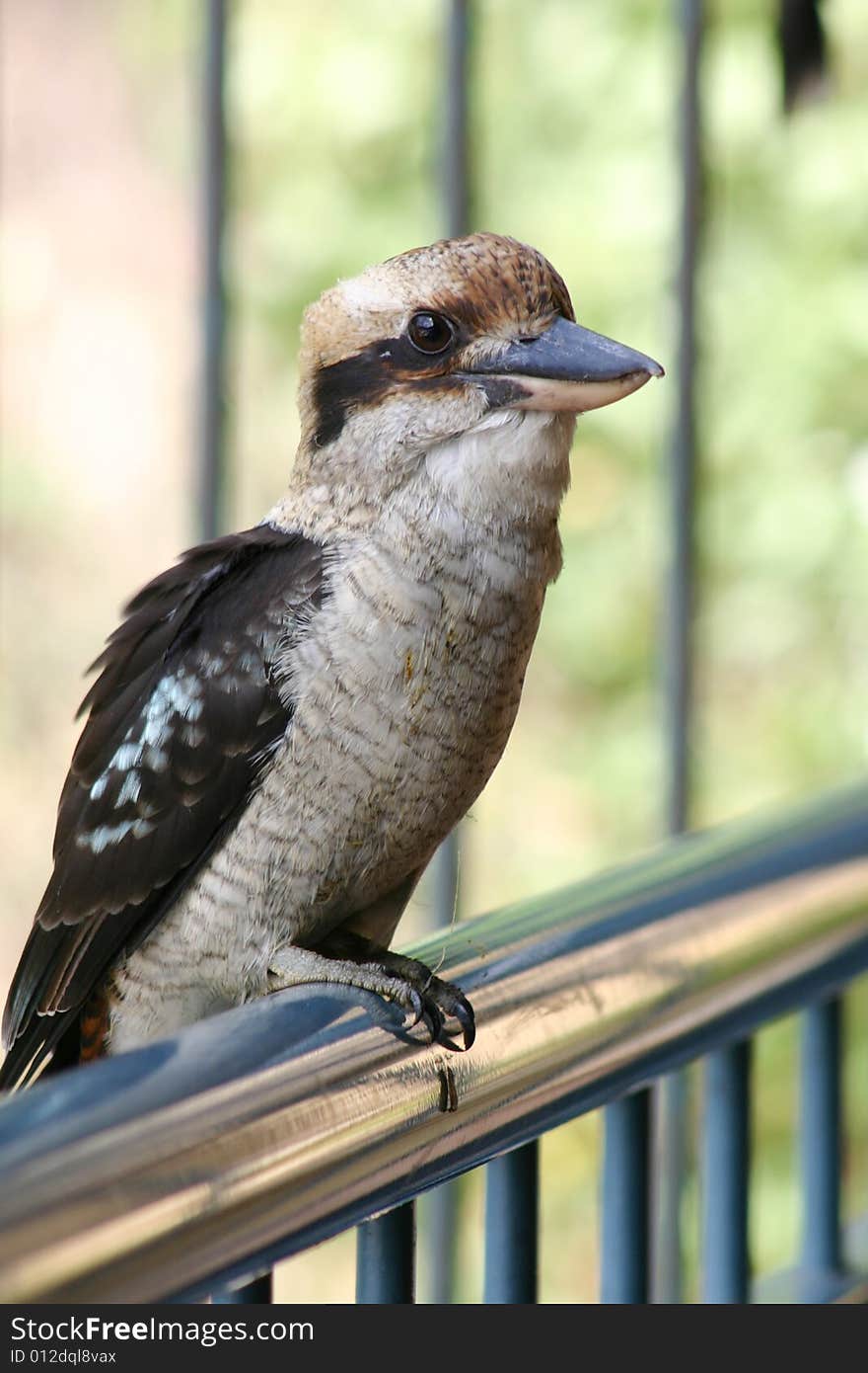 A kookaburra bird in Australia