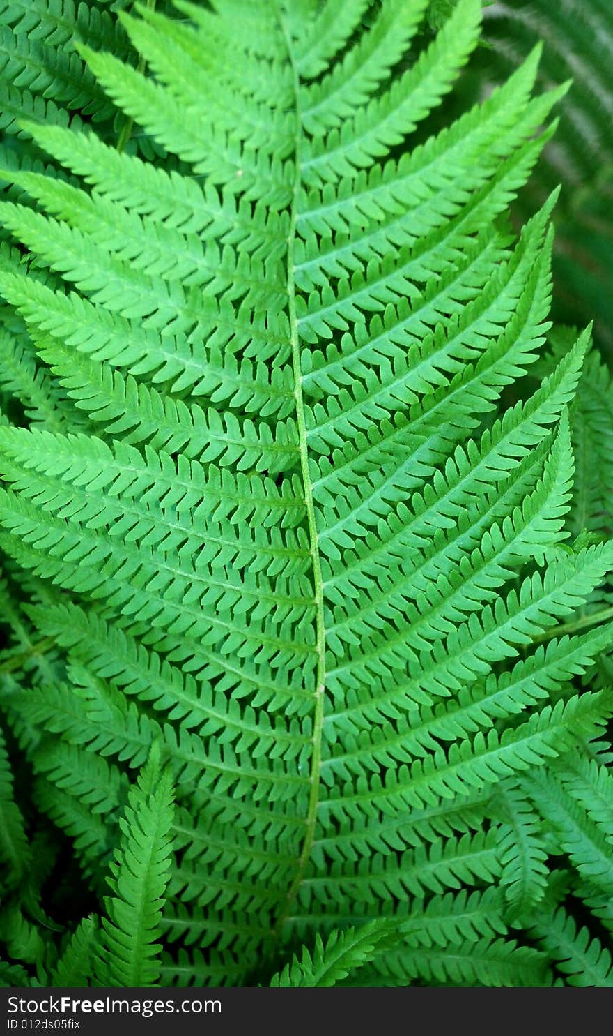 Large leafy green fern in summer. Large leafy green fern in summer