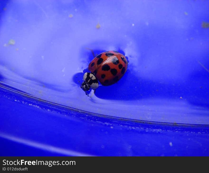 Ladybug 1