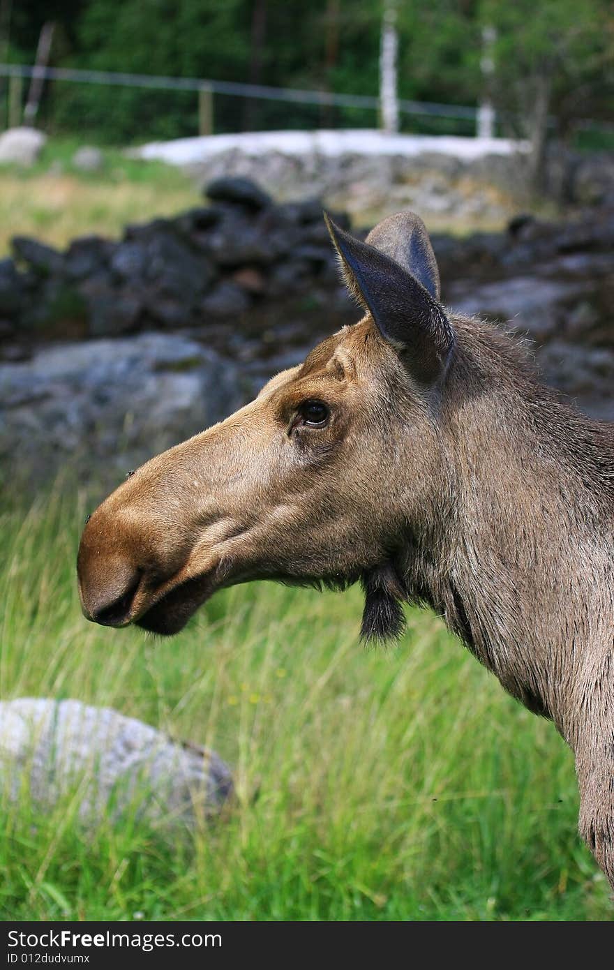 Elk