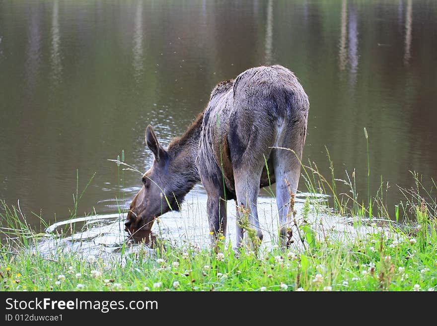 Elk