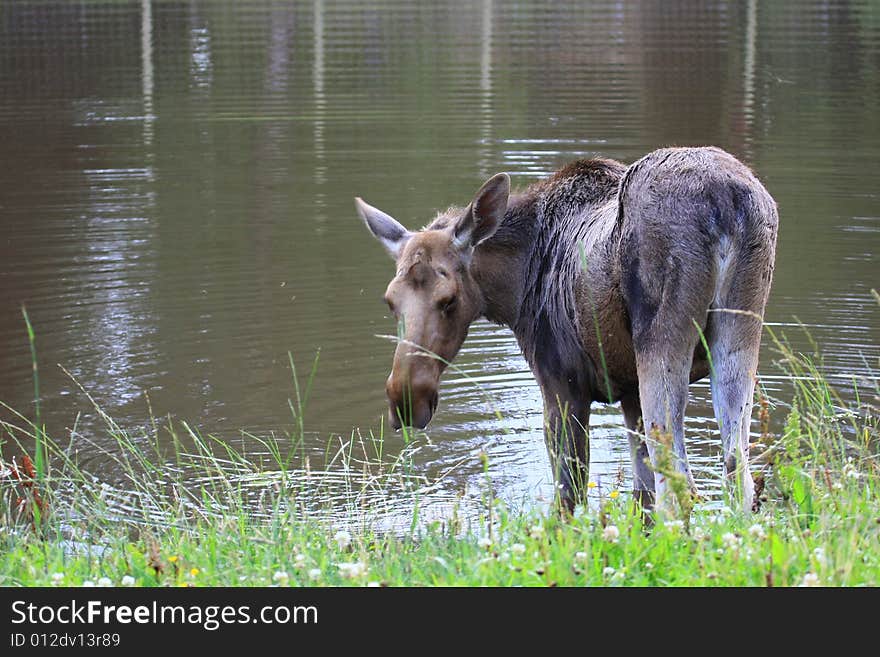 Moose (elk) - Alces alces, in the north of Sweden