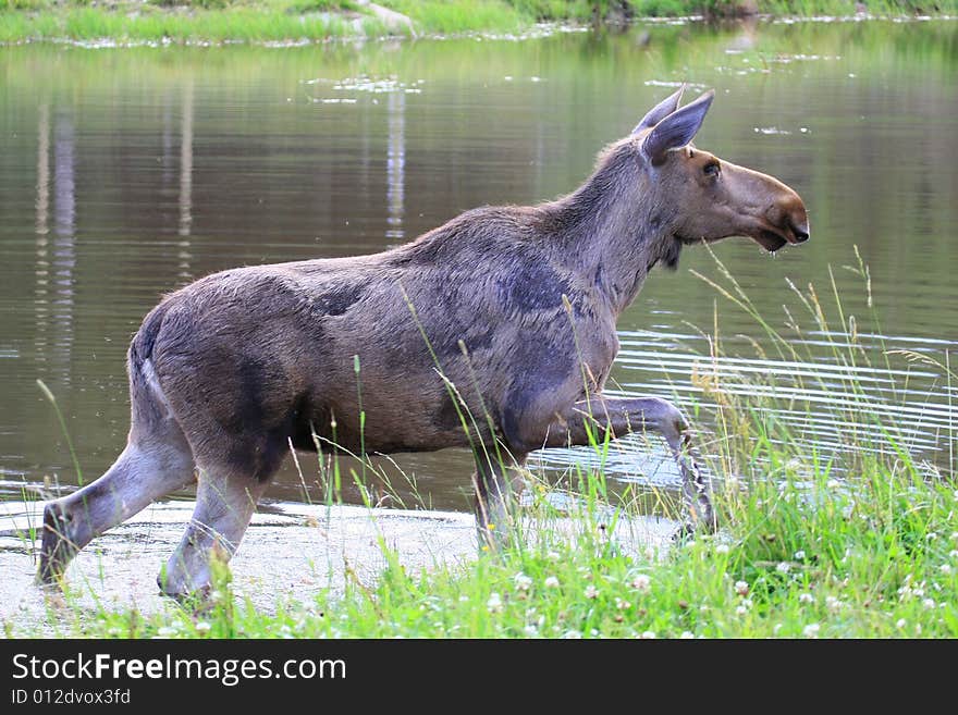 Moose (elk) - Alces alces, in the north of Sweden