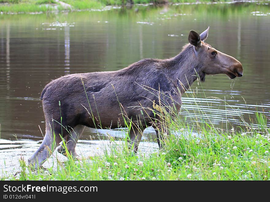 Moose (elk) - Alces alces, in the north of Sweden