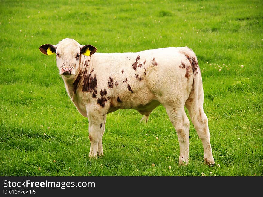 A curious calf in a meadow. A curious calf in a meadow