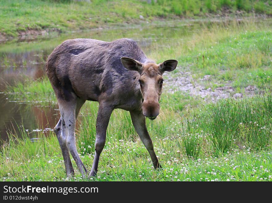 Moose (elk) - Alces alces, in the north of Sweden