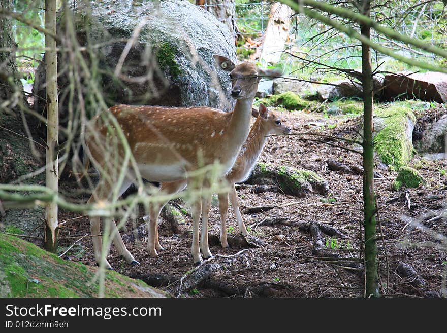 Fawn