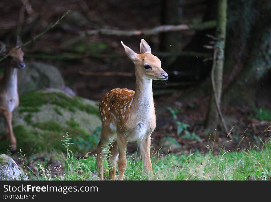 Fawn