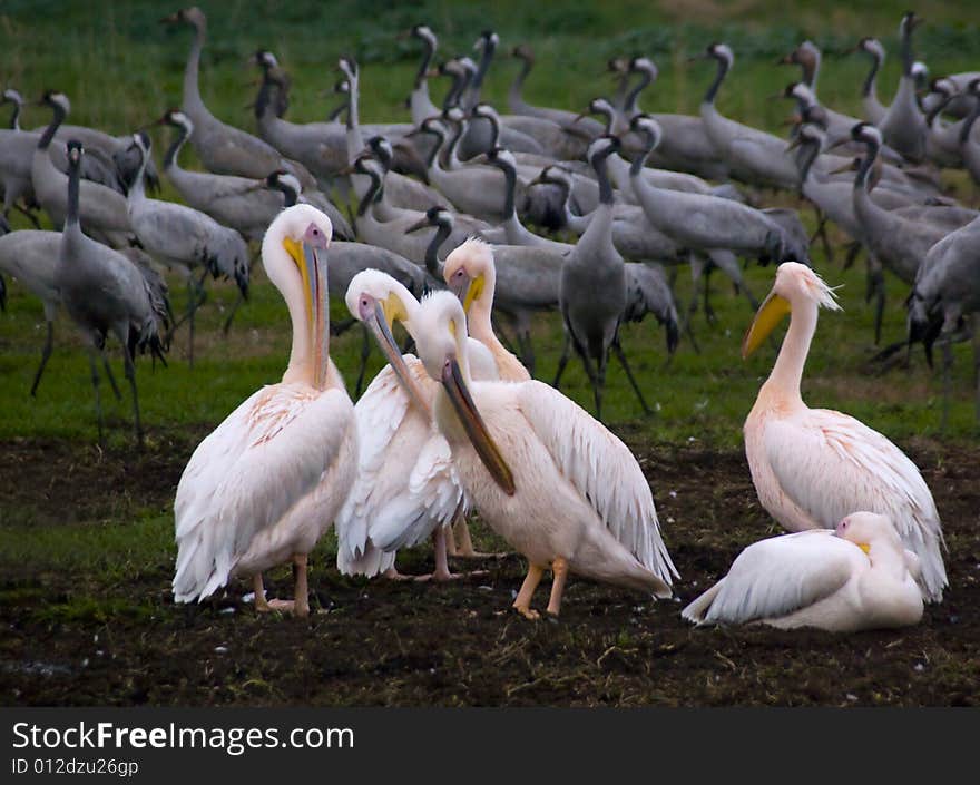 Pelicans resting with cranes walking in the background. Pelicans resting with cranes walking in the background.