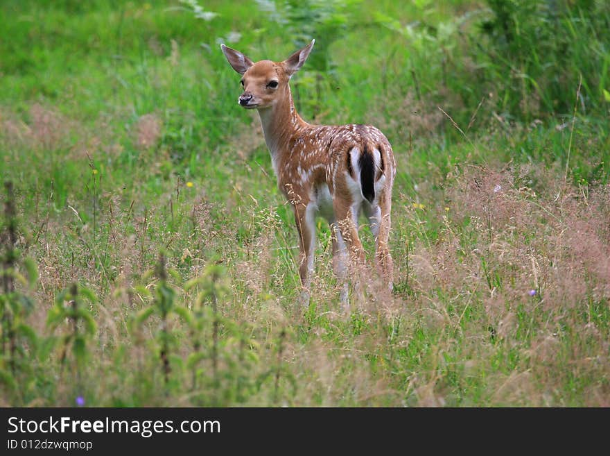 Fawn