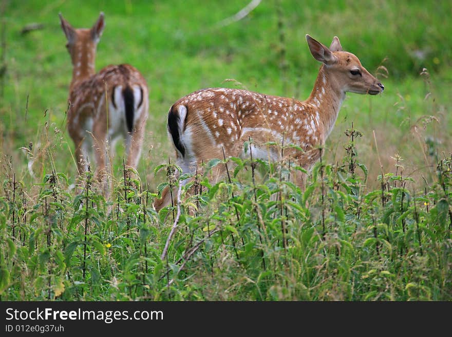 Fawn