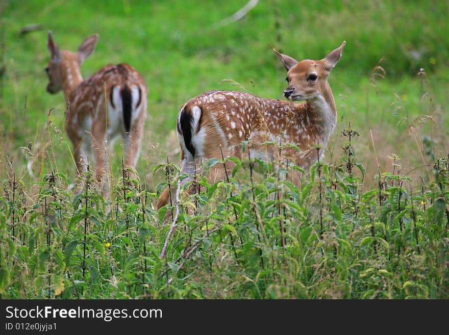 Fawn