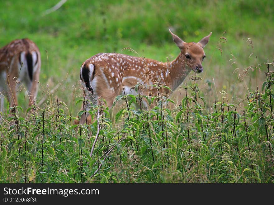 Fawn