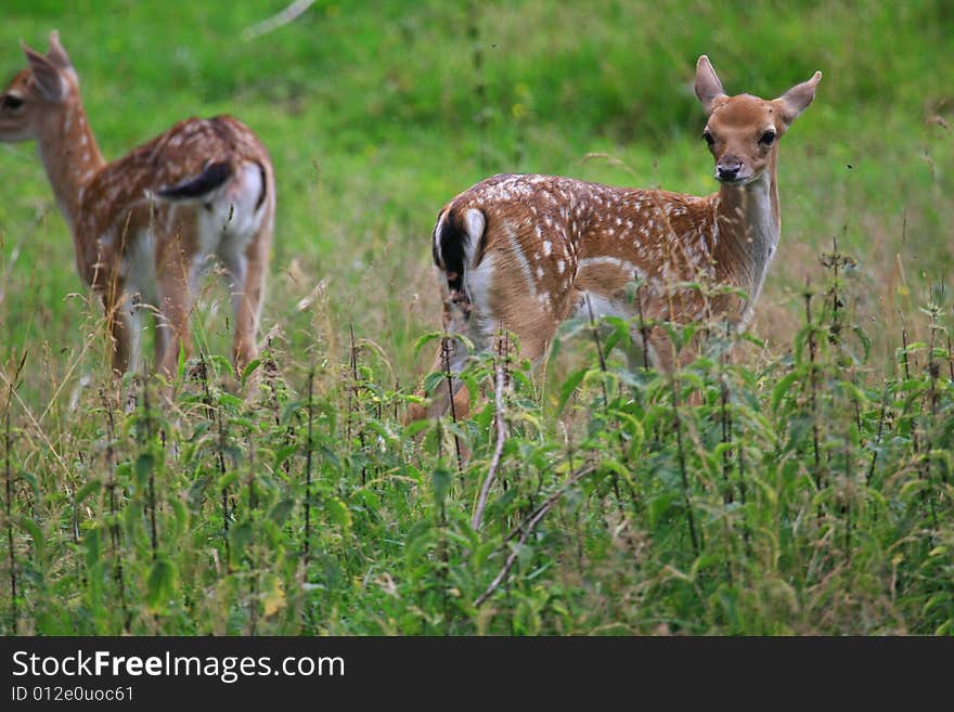 Fawn