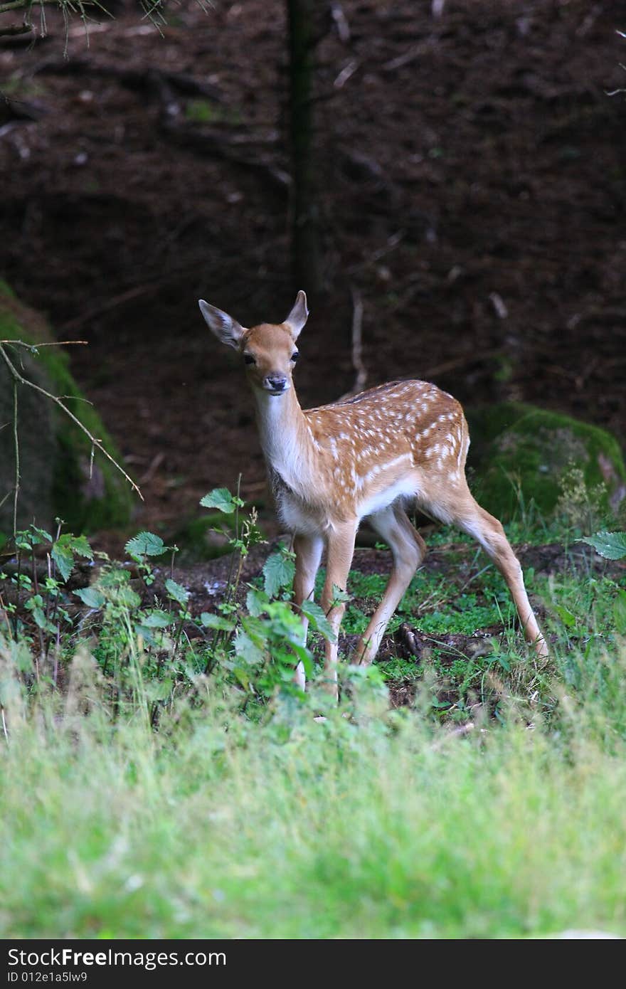 New born Fawns on their first days