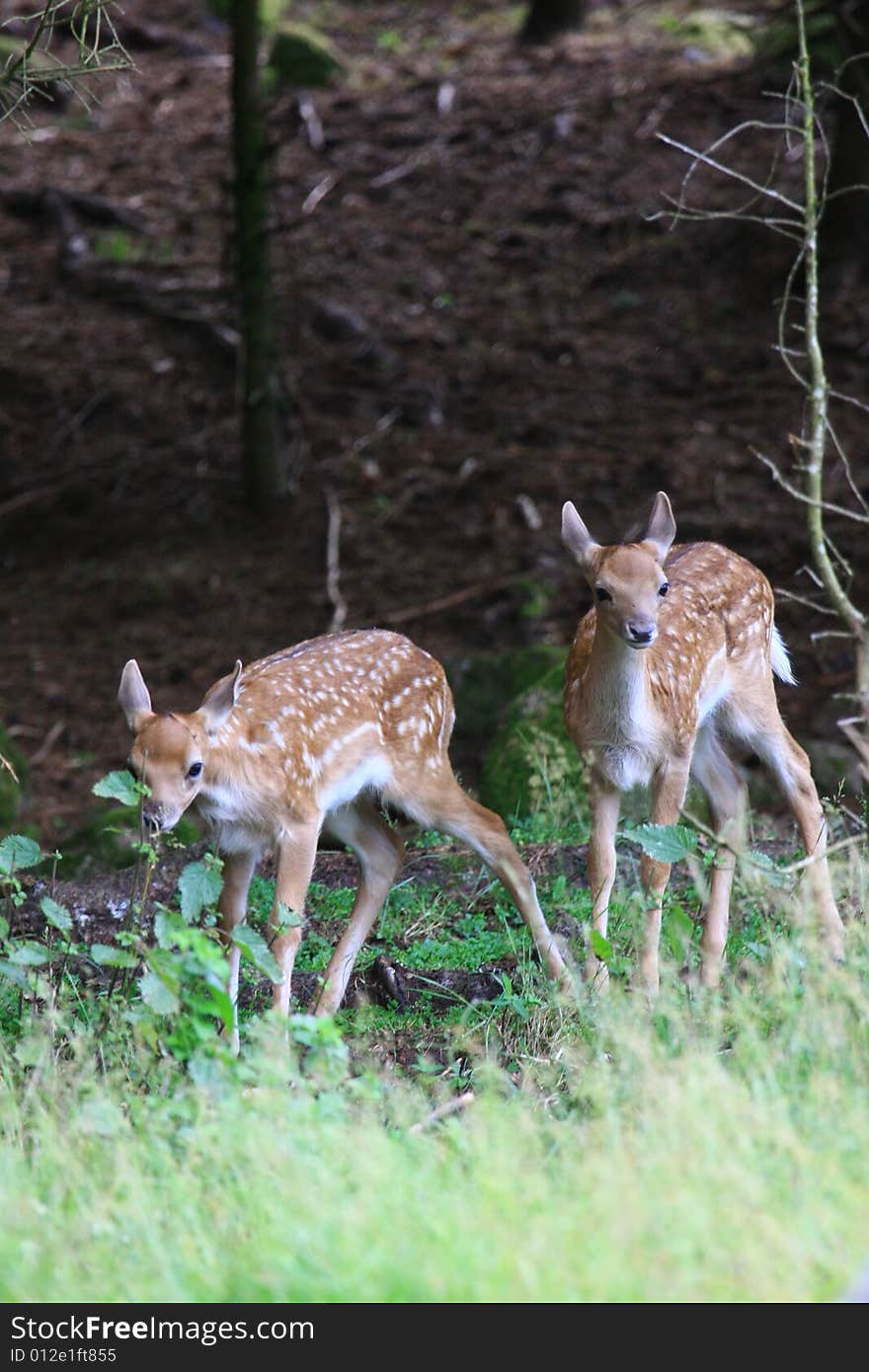 Fawn