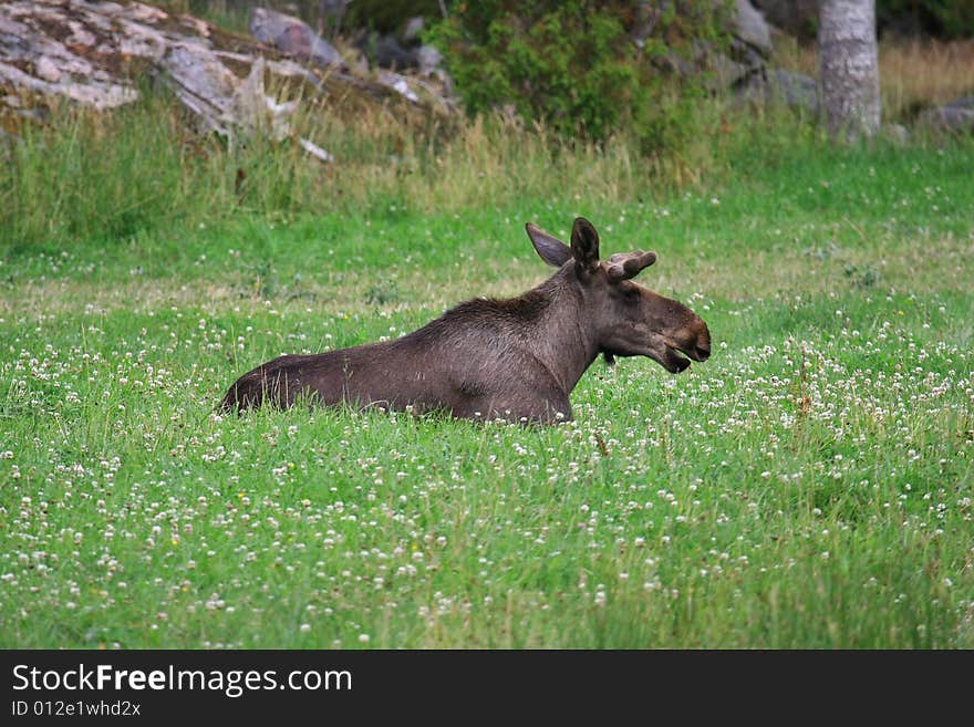 Elk