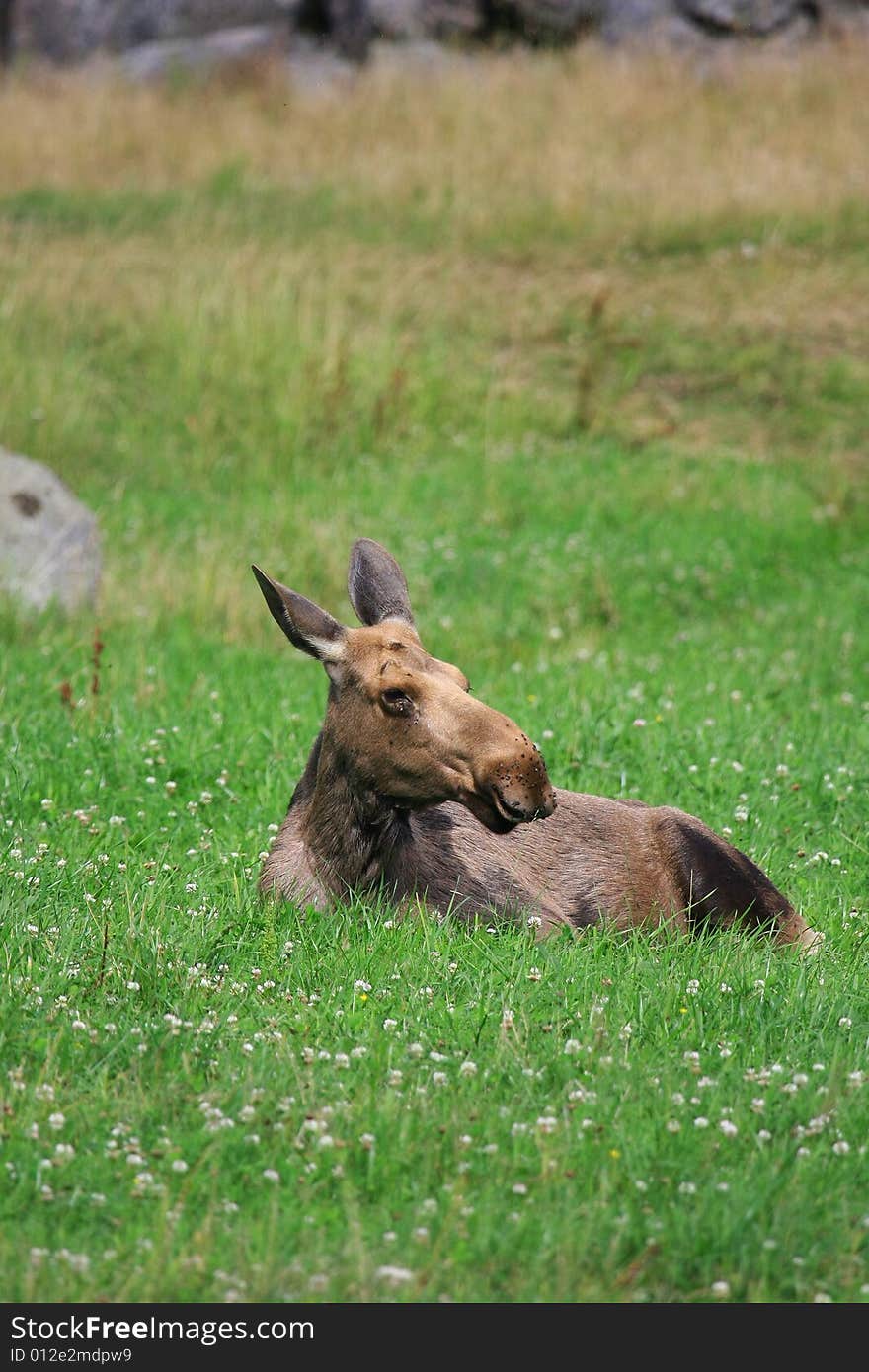 Elk