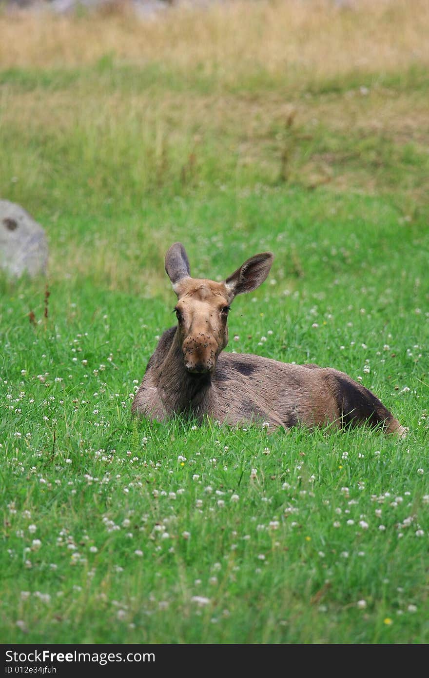 Elk