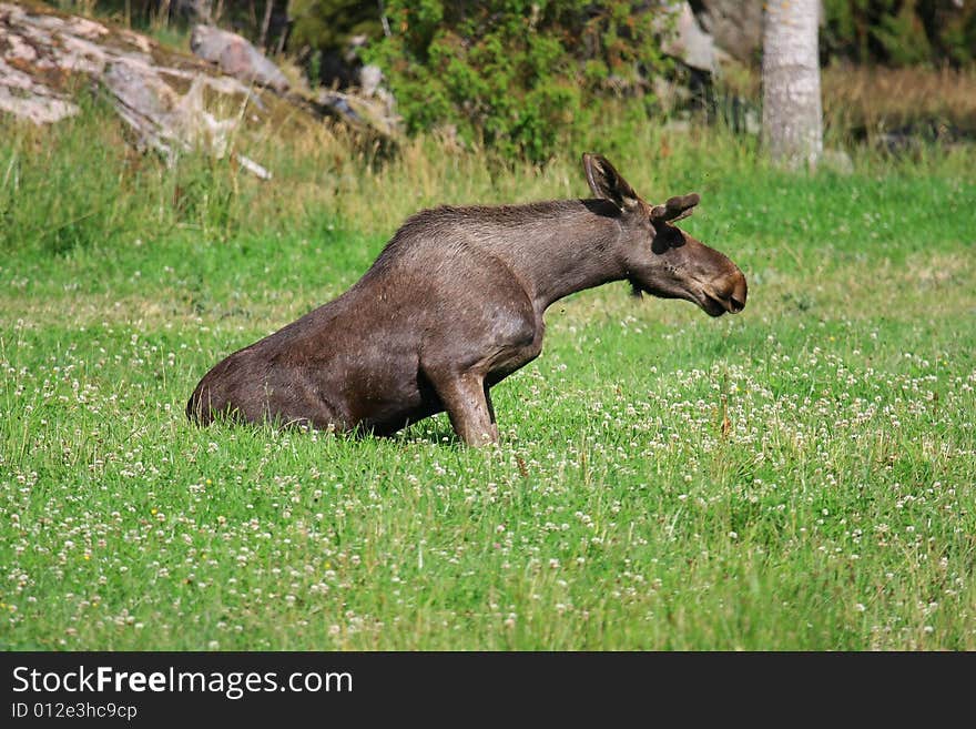 Moose (elk) - Alces alces, in the north of Sweden