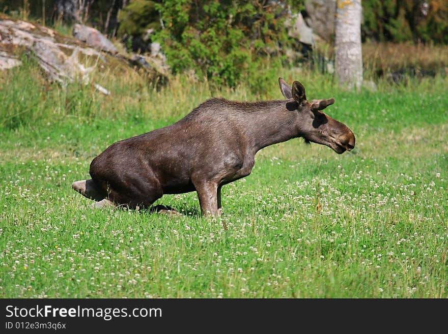 Moose (elk) - Alces alces, in the north of Sweden