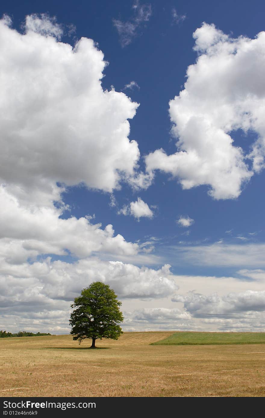 Lonely tree in field and dramatic sky