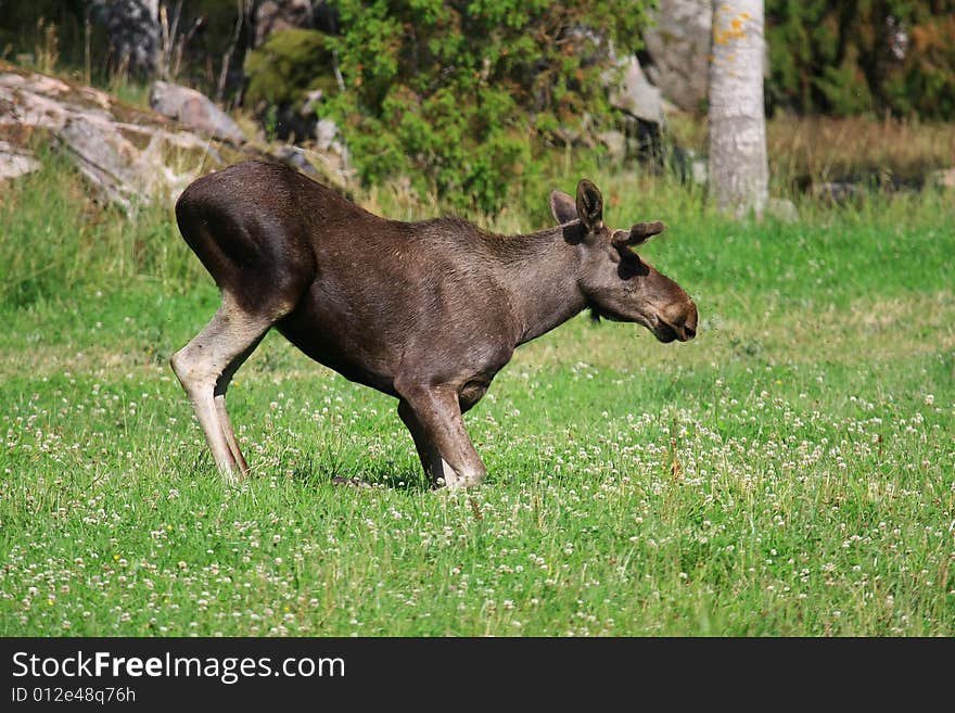 Moose (elk) - Alces alces, in the north of Sweden