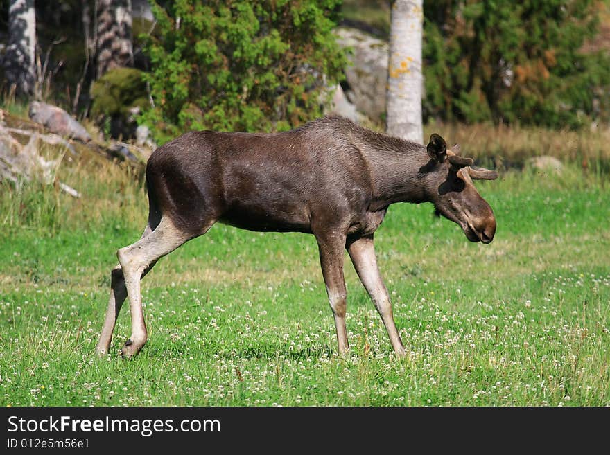 Elk