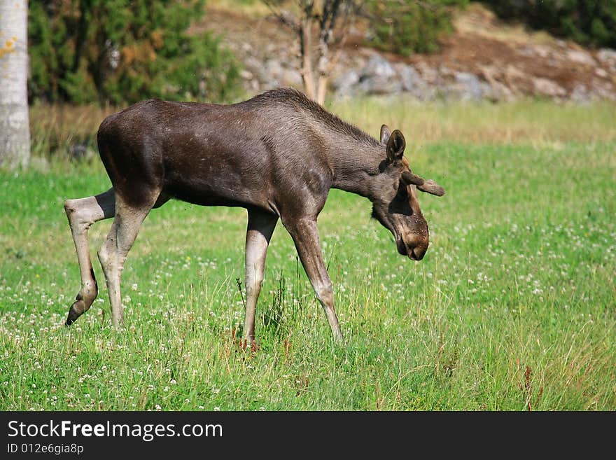 Elk